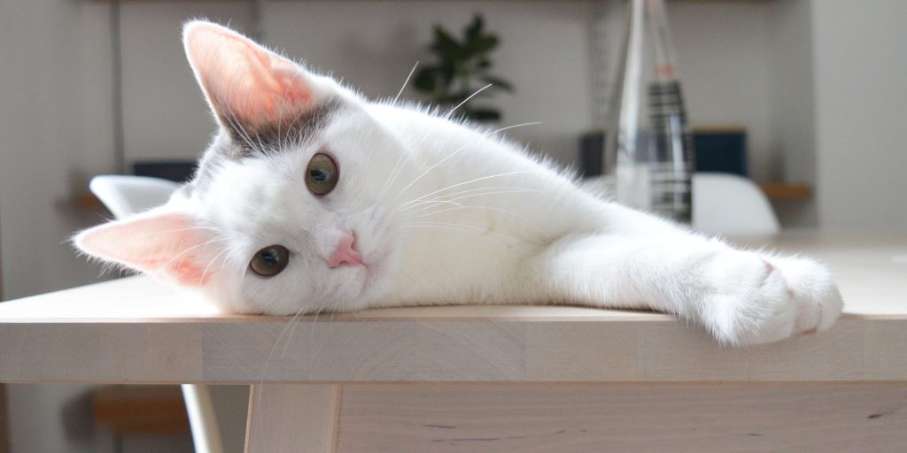 Avoir un chat en appartement à Paris